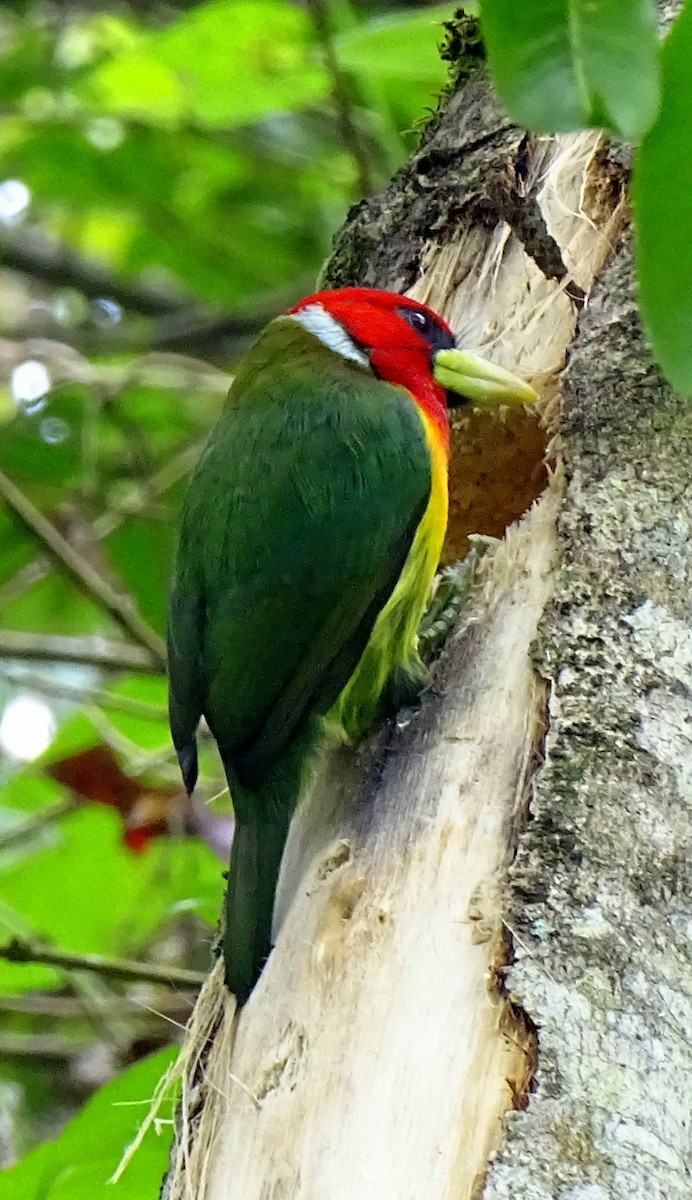 Red-headed Barbet - ML630223310
