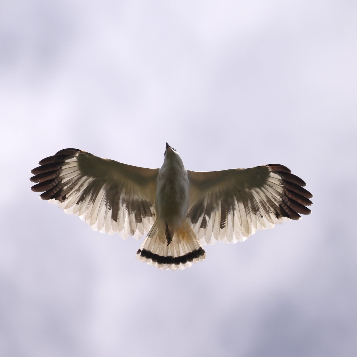 White Hawk (Snowy) - ML630223501