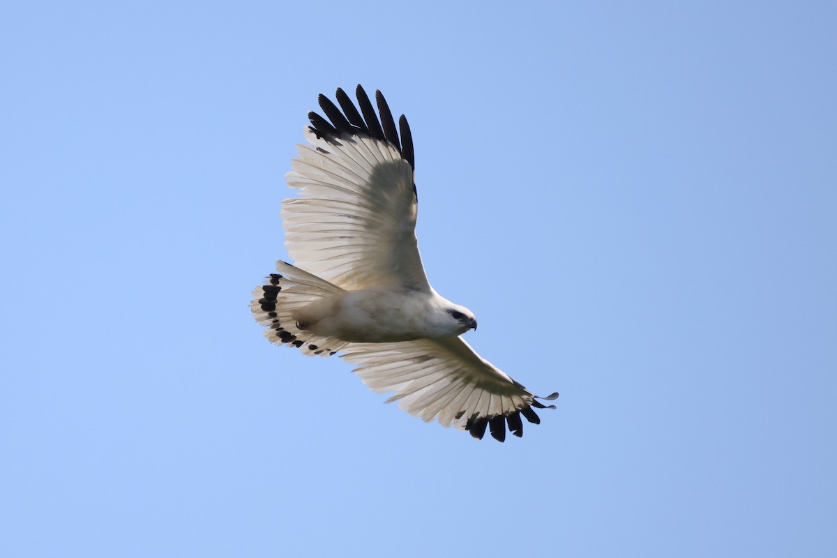 White Hawk (Snowy) - ML630223507