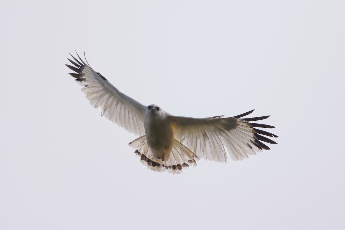 White Hawk (Snowy) - ML630223508