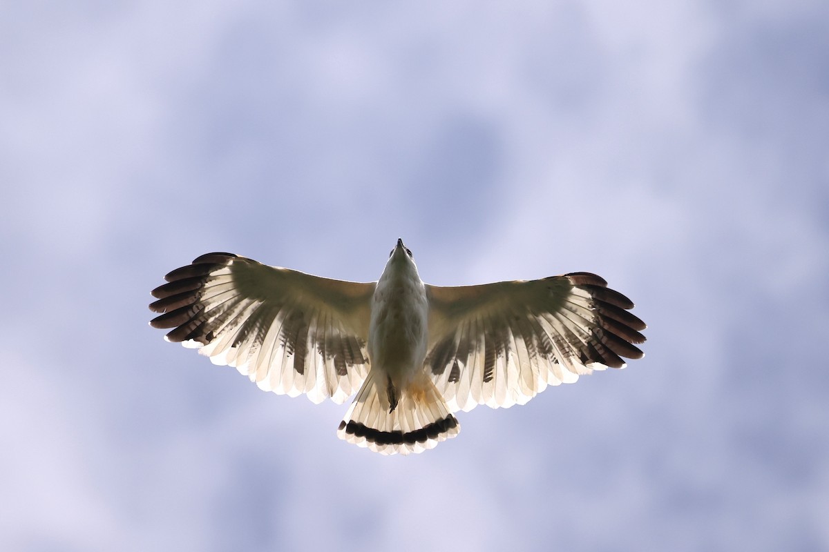 White Hawk (Snowy) - ML630223509