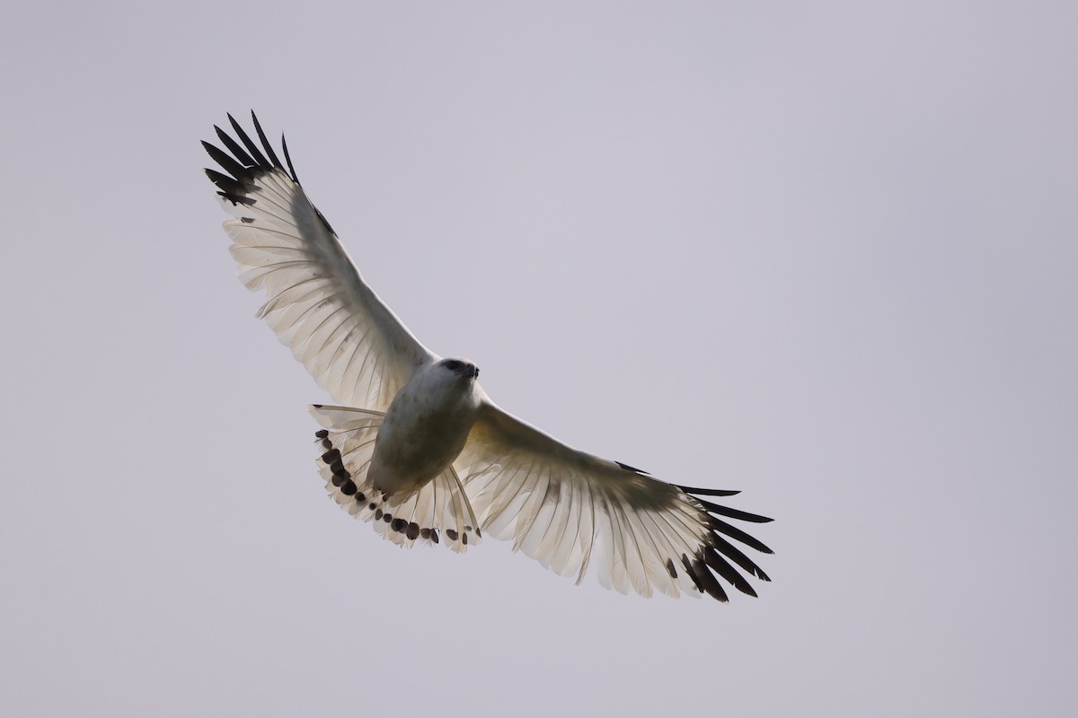 White Hawk (Snowy) - ML630223510