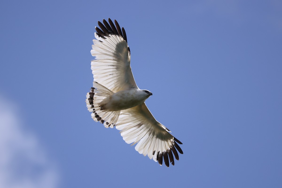 White Hawk (Snowy) - ML630223511