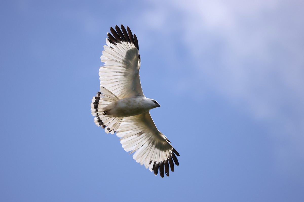 White Hawk (Snowy) - ML630223512