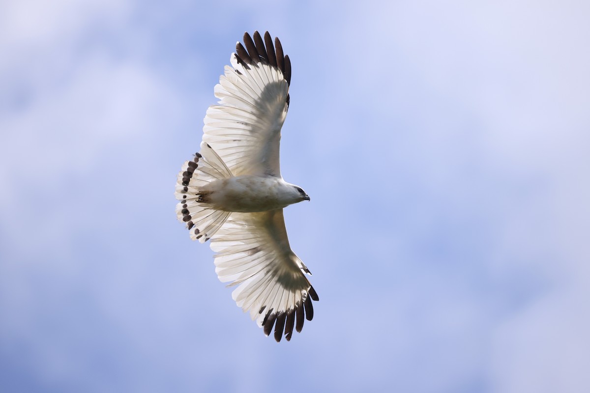 White Hawk (Snowy) - ML630223513