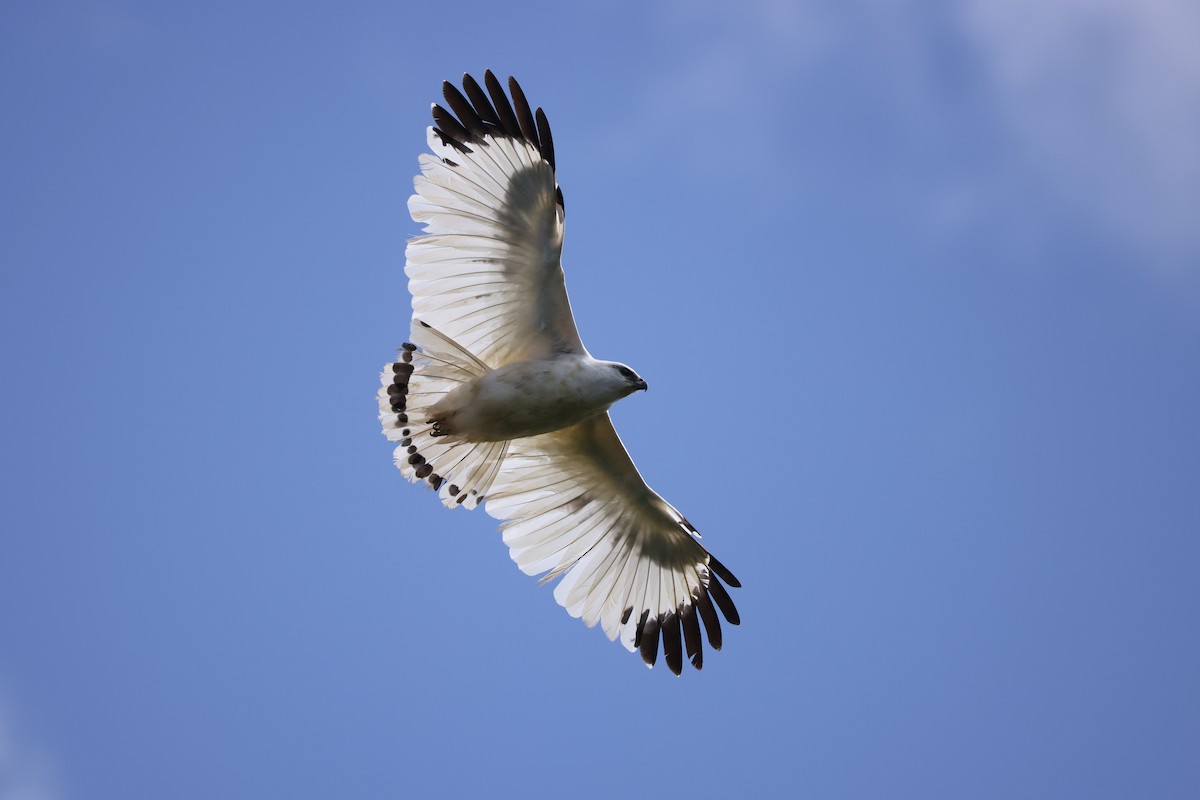 White Hawk (Snowy) - ML630223514