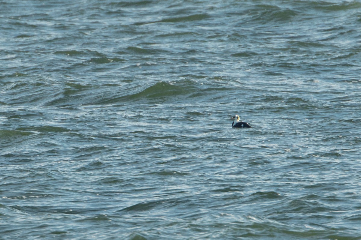 Spectacled Eider - ML630223586
