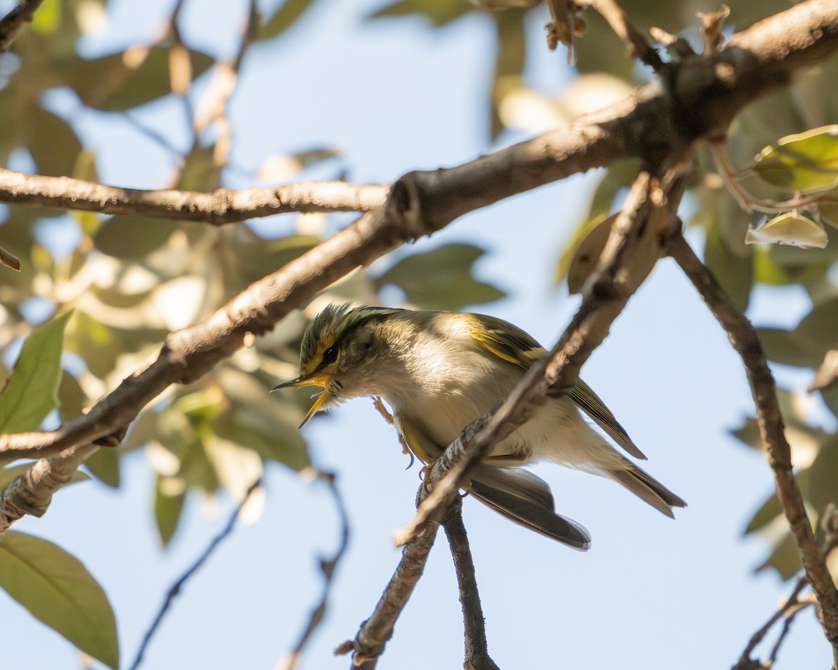Pallas's Leaf Warbler - Miguel Jodas Gomis