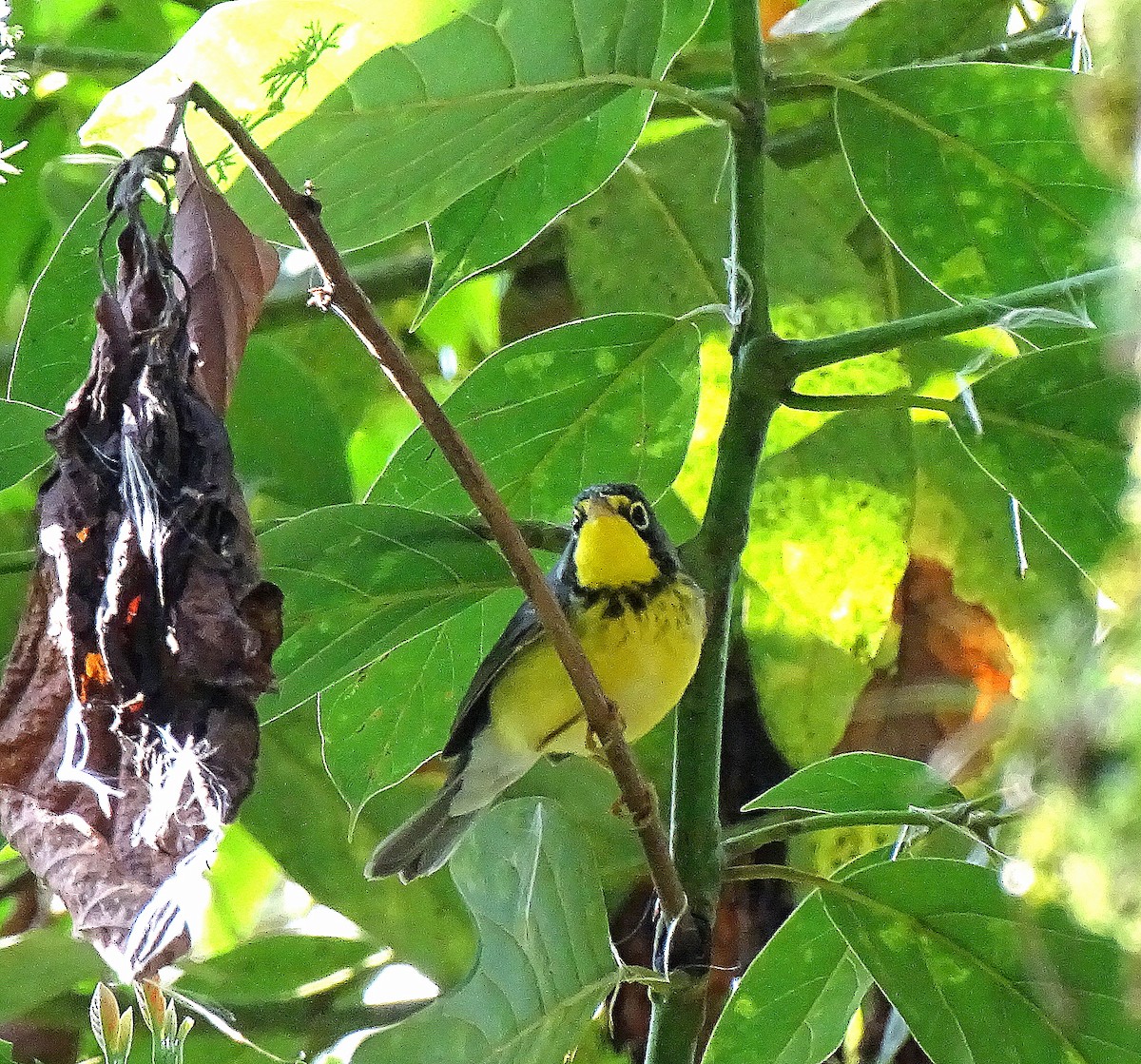 Canada Warbler - ML630224023