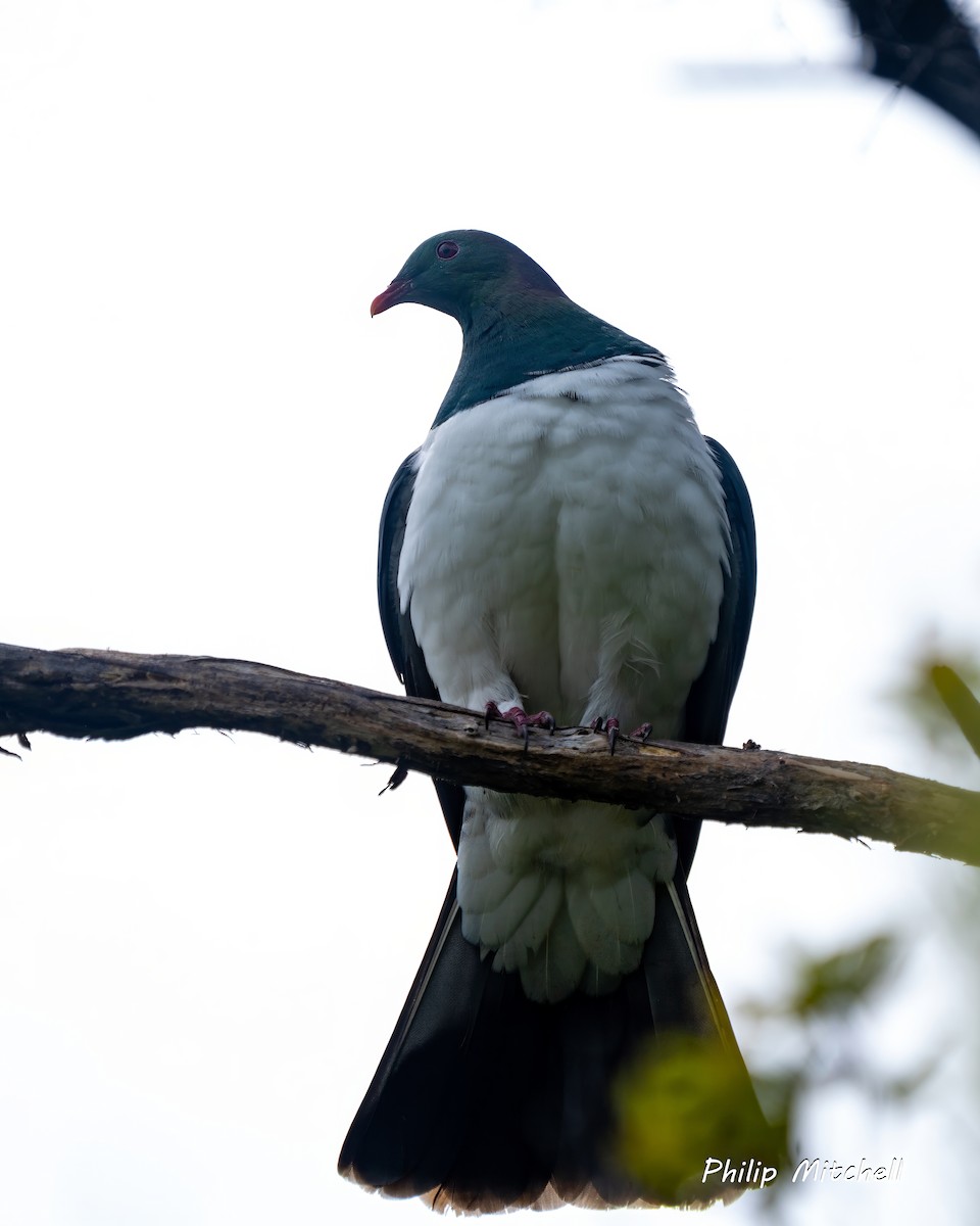 New Zealand Pigeon - ML630224098