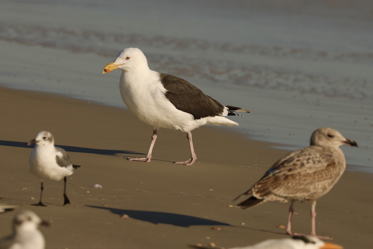 Great Black-backed Gull - ML630224304