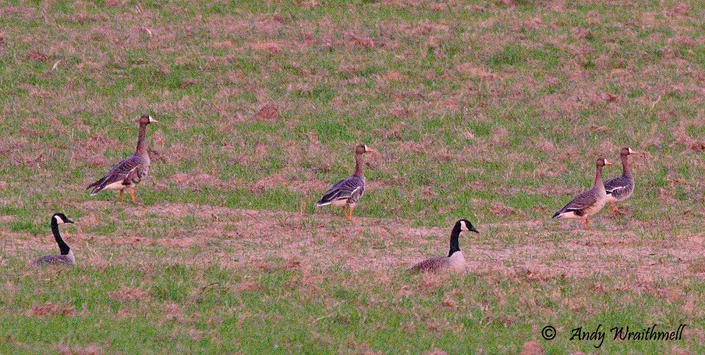 Greater White-fronted Goose - ML63022431