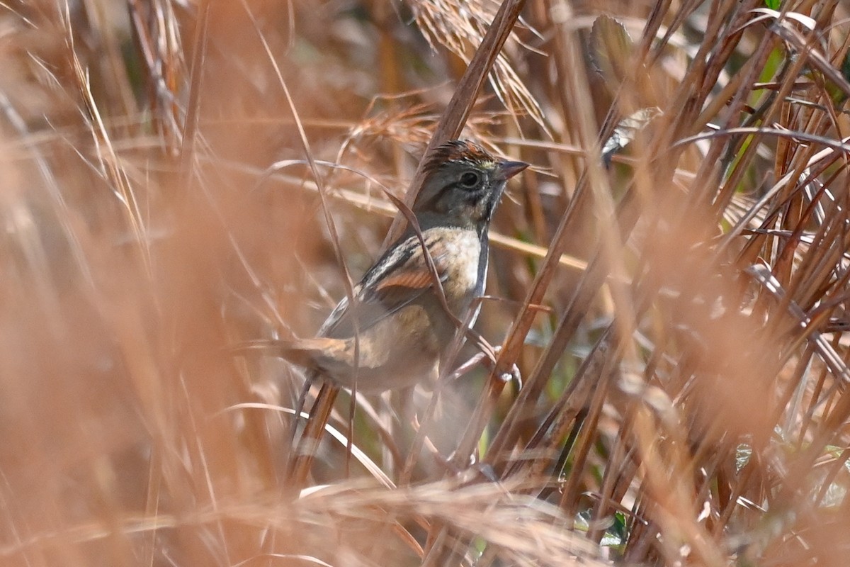 Swamp Sparrow - ML630224402