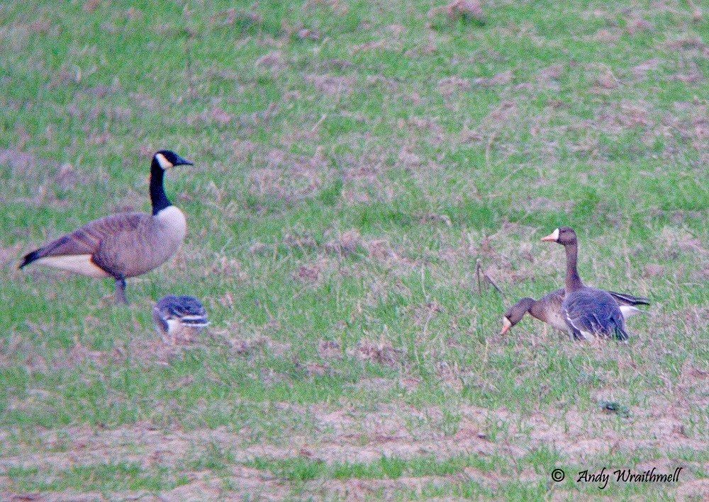 Greater White-fronted Goose - ML63022451