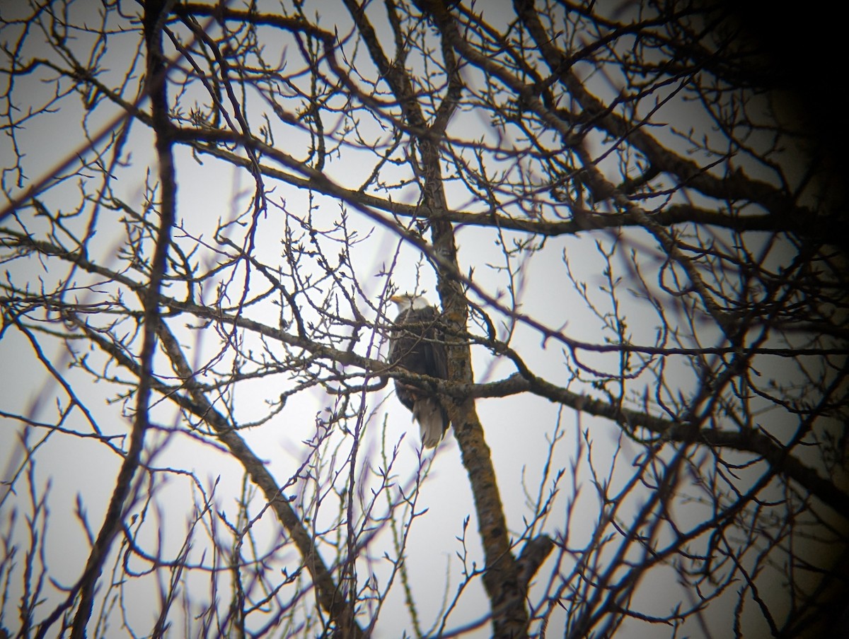 Bald Eagle - ML630224551