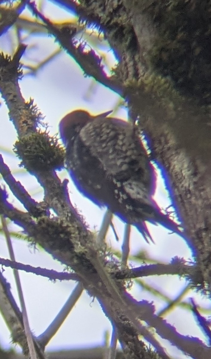 Red-breasted Sapsucker - ML630224562