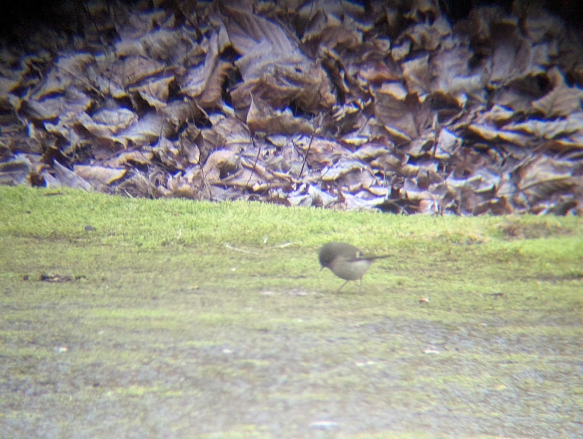 Ruby-crowned Kinglet - ML630224674