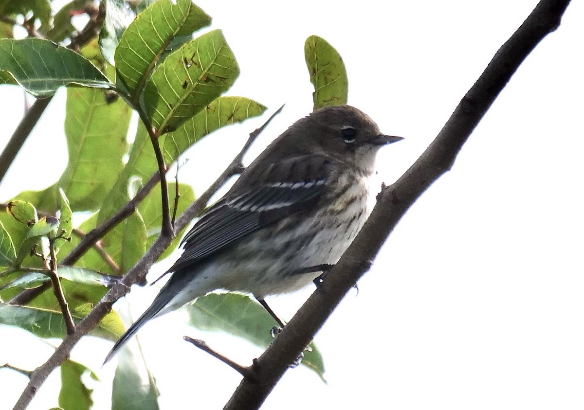 Yellow-rumped Warbler - ML630224764