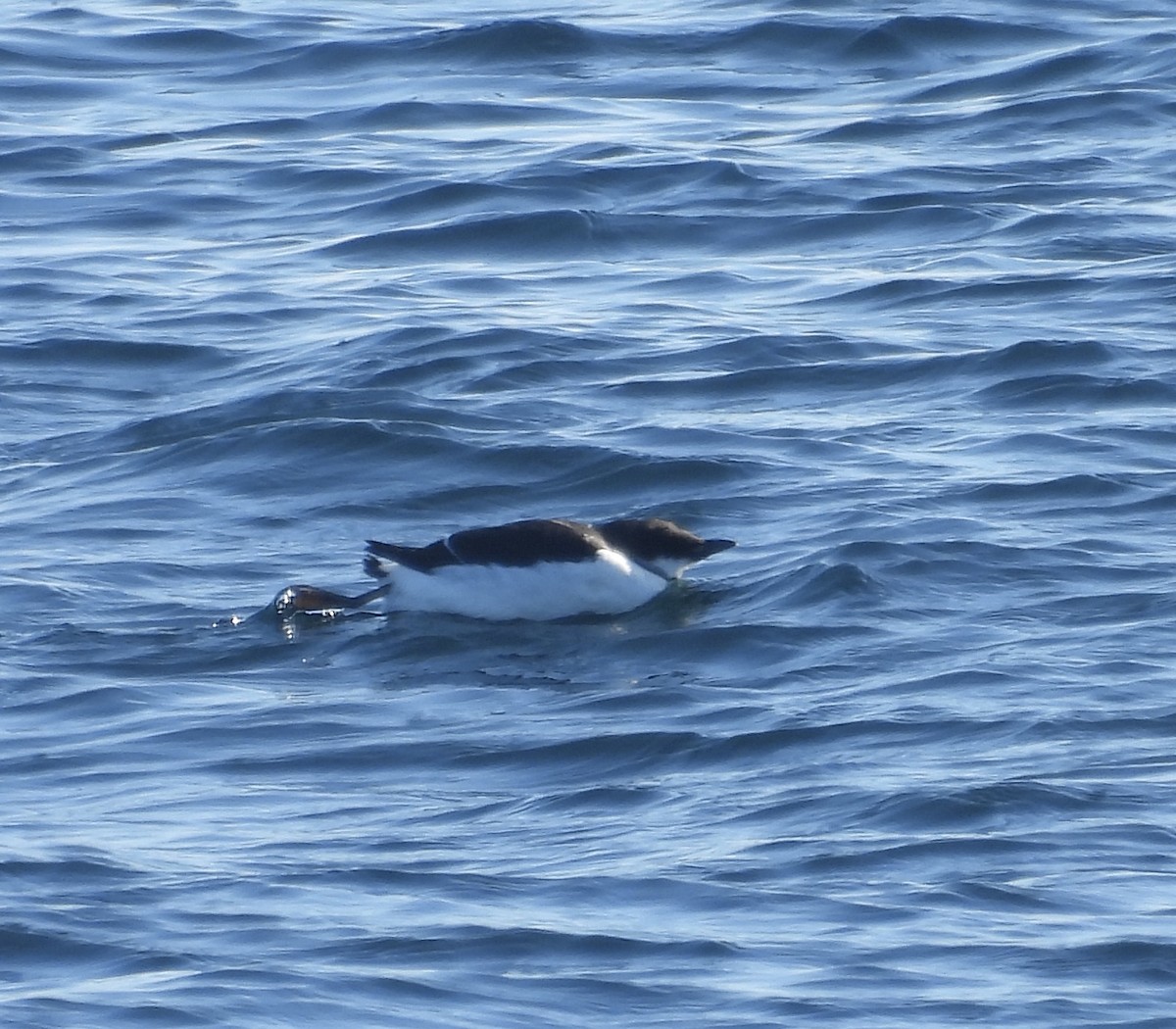 Thick-billed Murre - ML630224838