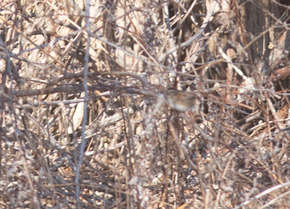 Swamp Sparrow - ML630225061