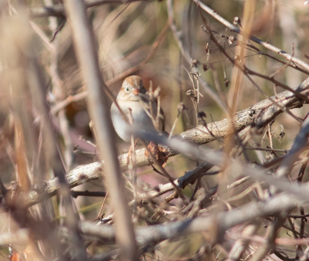 Field Sparrow - ML630225076