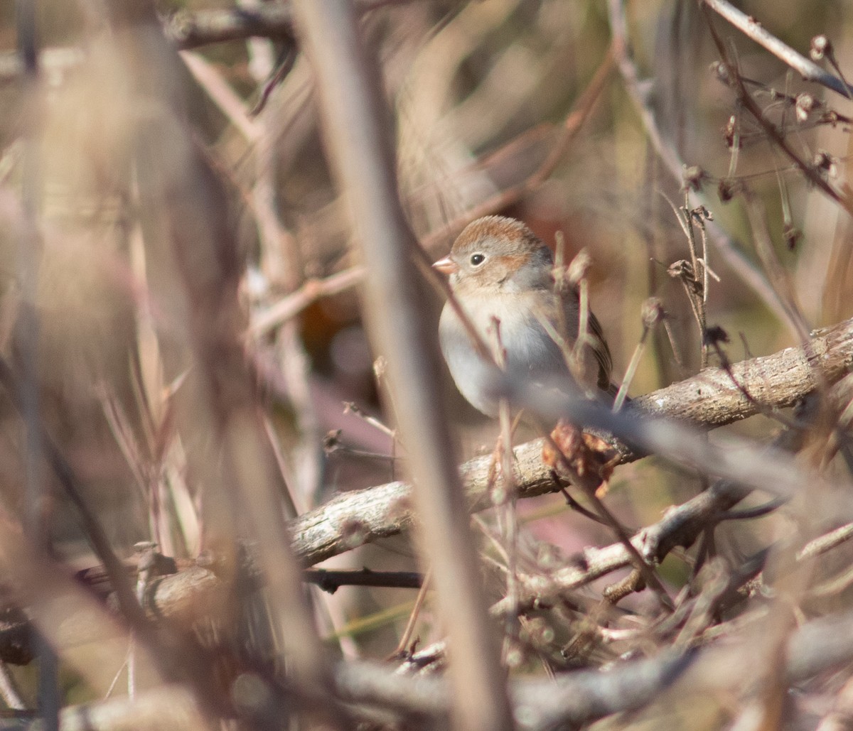 Field Sparrow - ML630225077