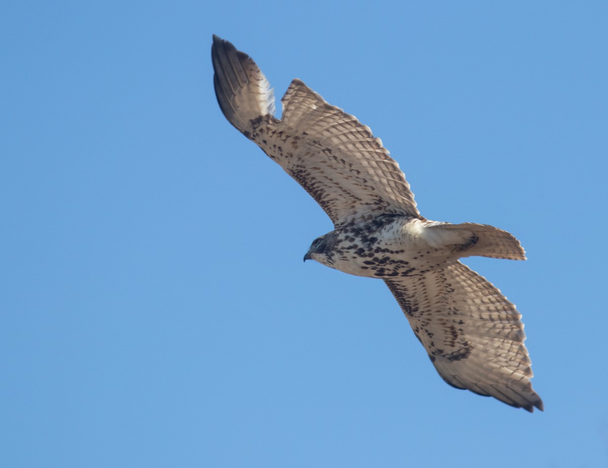 Red-tailed Hawk - ML630225082