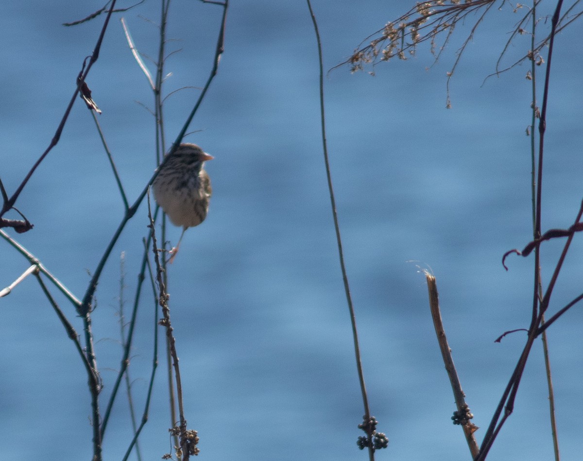 Savannah Sparrow - ML630225113