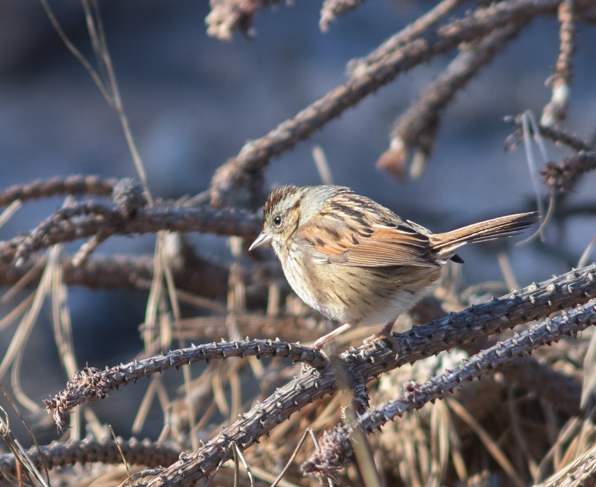 Swamp Sparrow - ML630225127