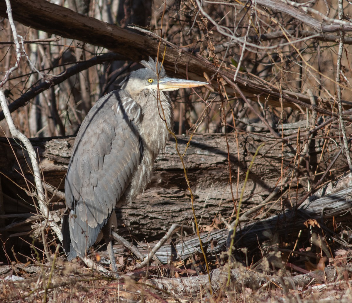 Great Blue Heron - ML630225147