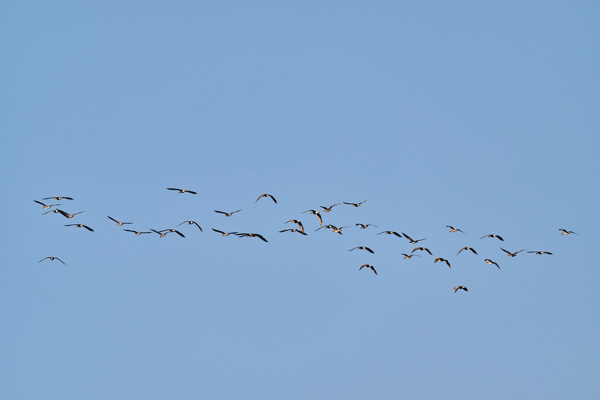 Greater White-fronted Goose - ML630225675