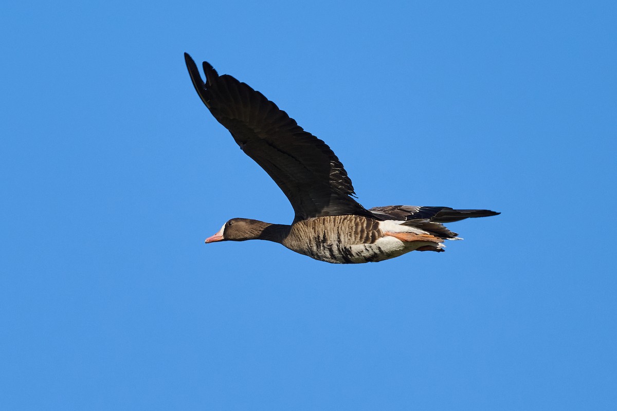 Greater White-fronted Goose - ML630225676