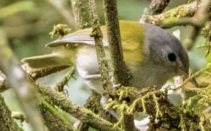 Lesser Greenlet - ML630225686