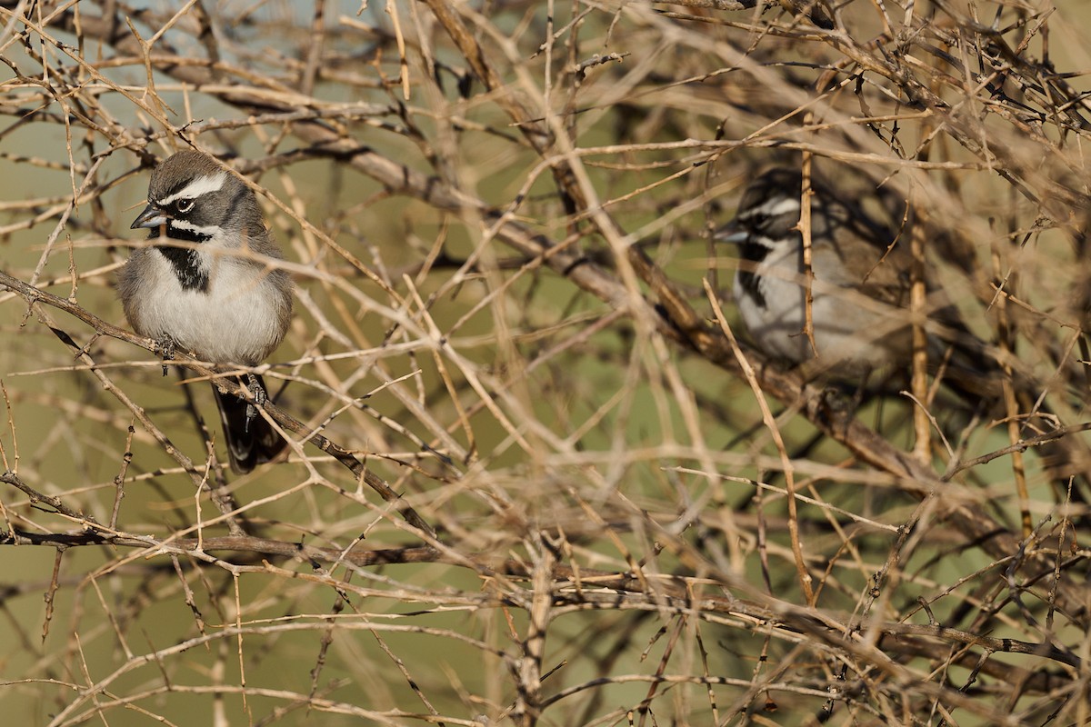Black-throated Sparrow - ML630225695