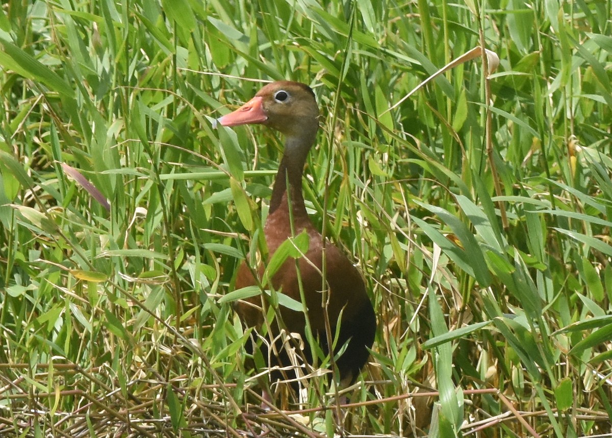 Black-bellied Whistling-Duck - ML630225787