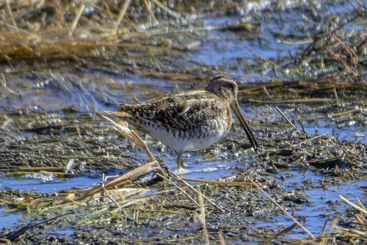 Wilson's Snipe - ML630225984