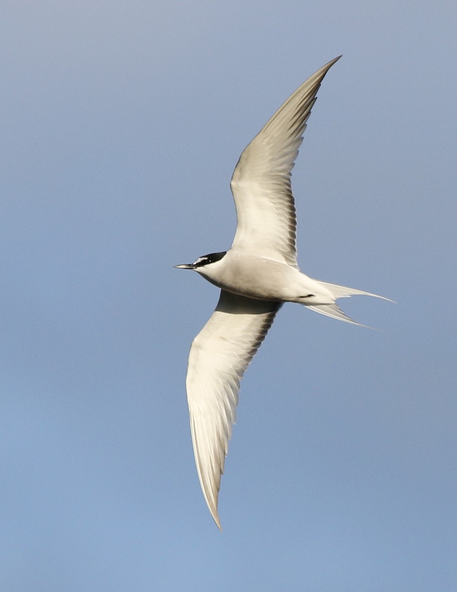 Aleutian Tern - Laura Keene