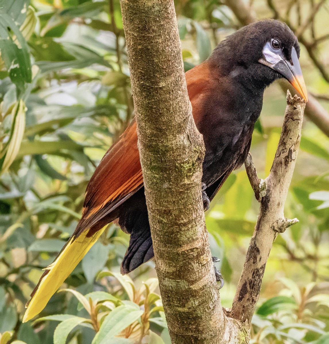Montezuma Oropendola - ML630226122