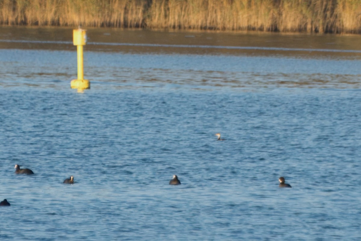 Red-necked Grebe - ML630226174