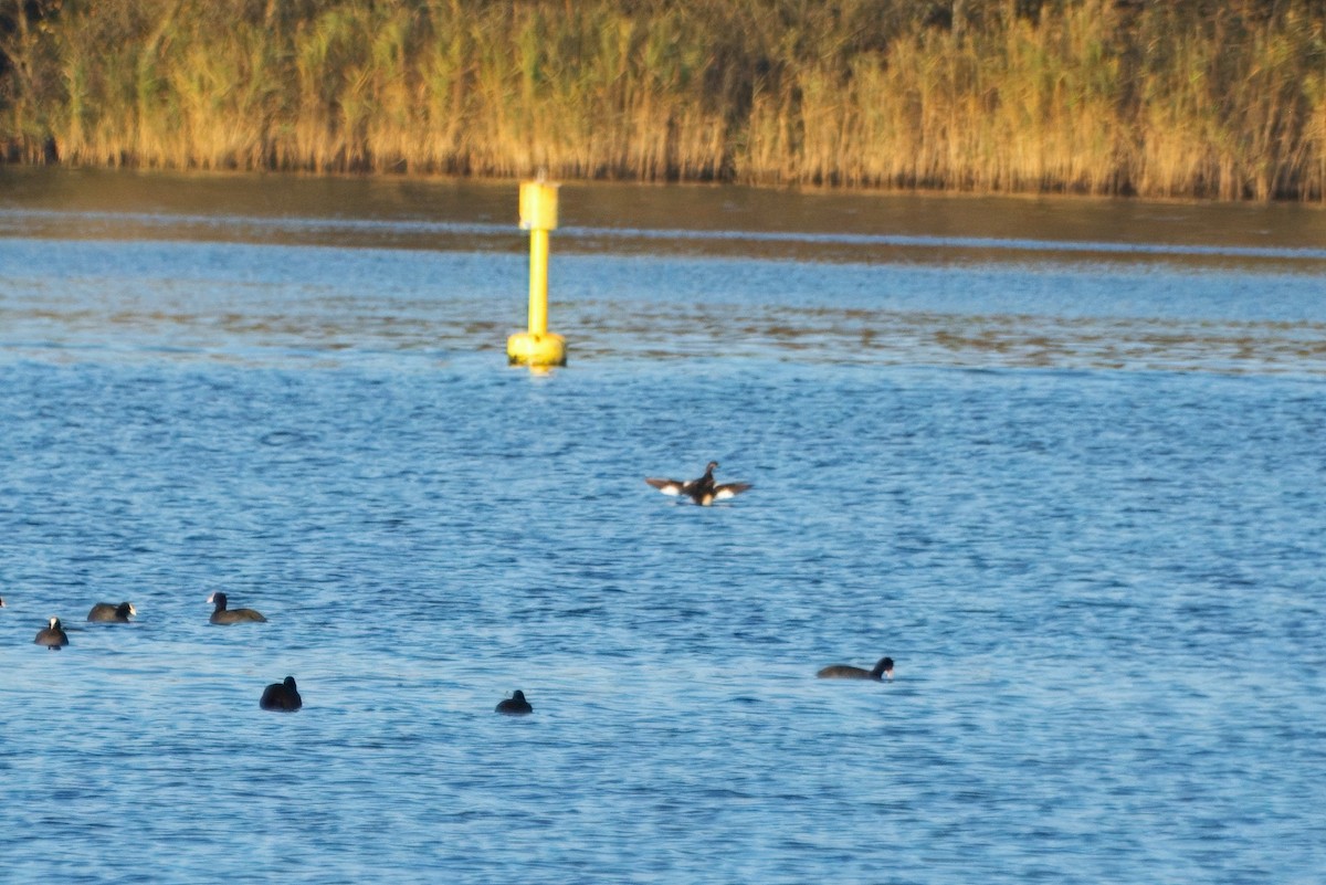 Red-necked Grebe - ML630226175