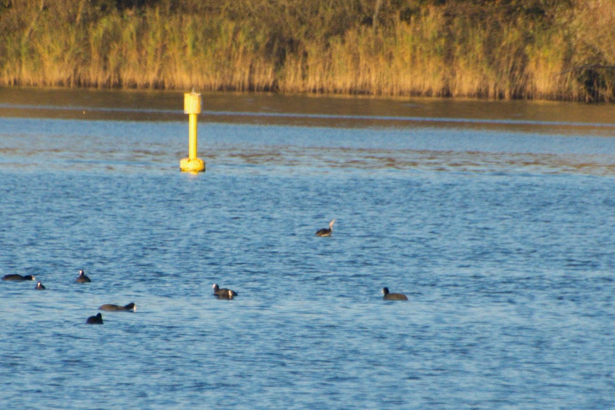 Red-necked Grebe - ML630226176