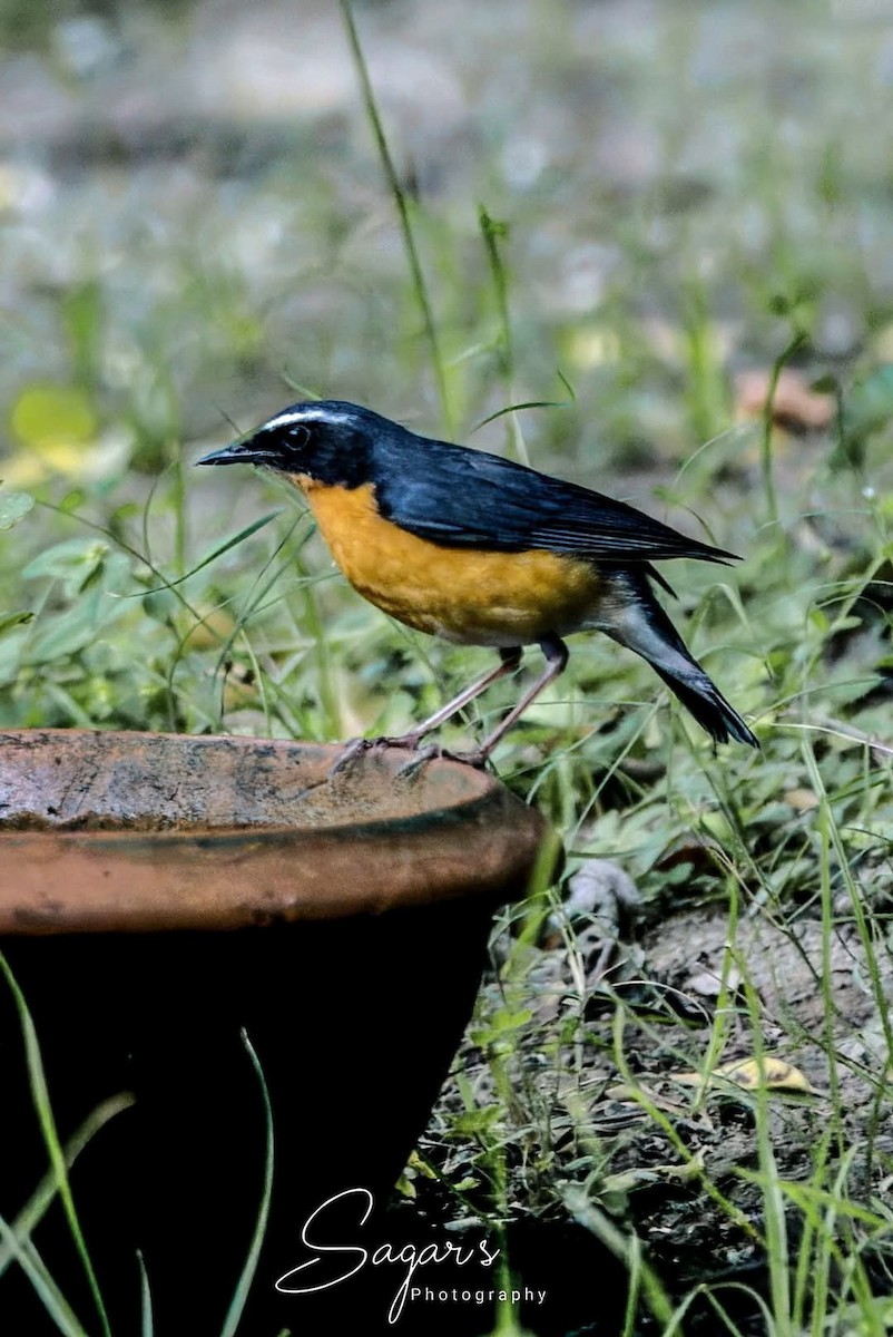 Indian Blue Robin - ML630226534