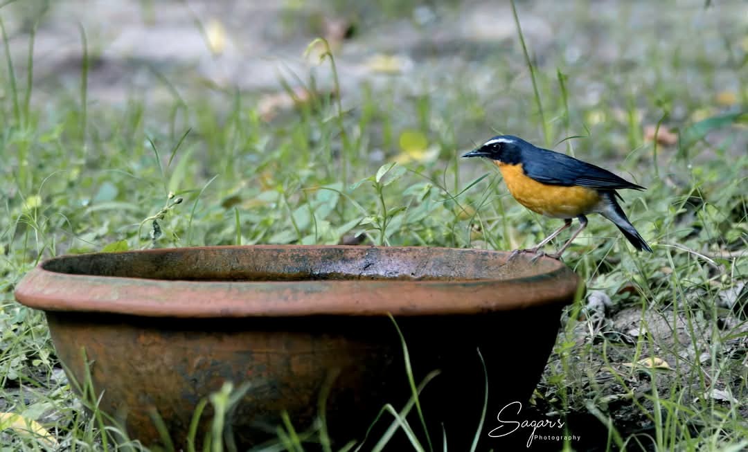 Indian Blue Robin - ML630226535