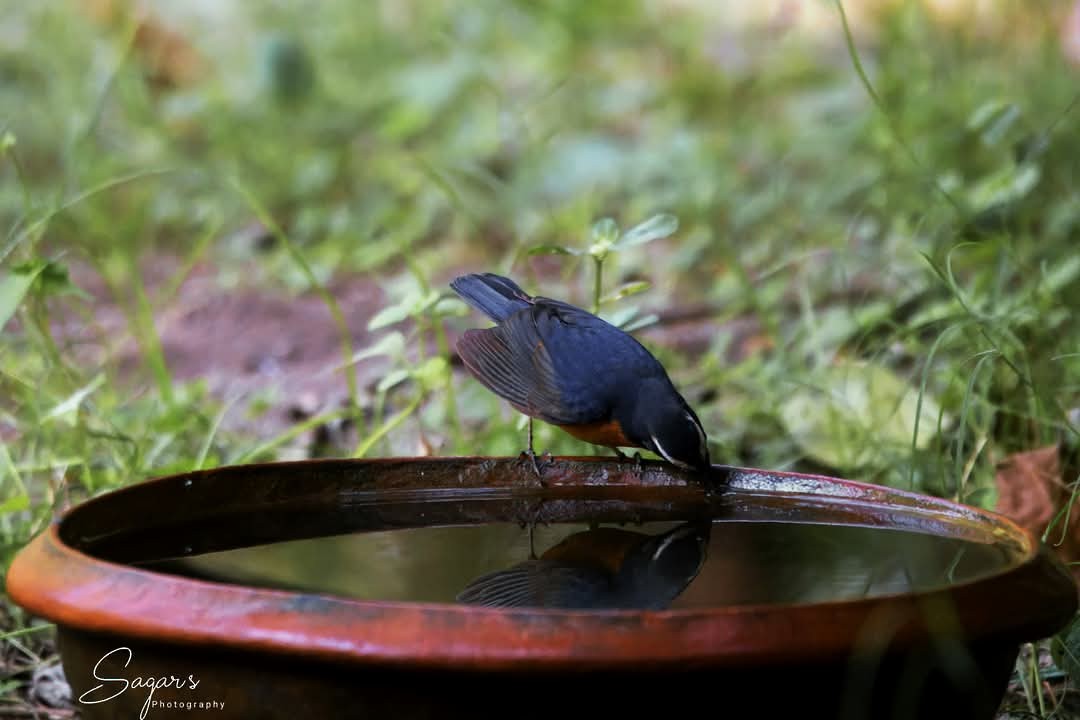 Indian Blue Robin - ML630226536