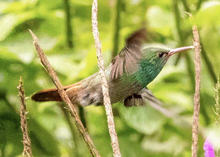 Rufous-tailed Hummingbird - ML630226570