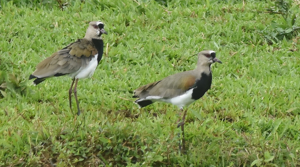 Southern Lapwing - ML630226579
