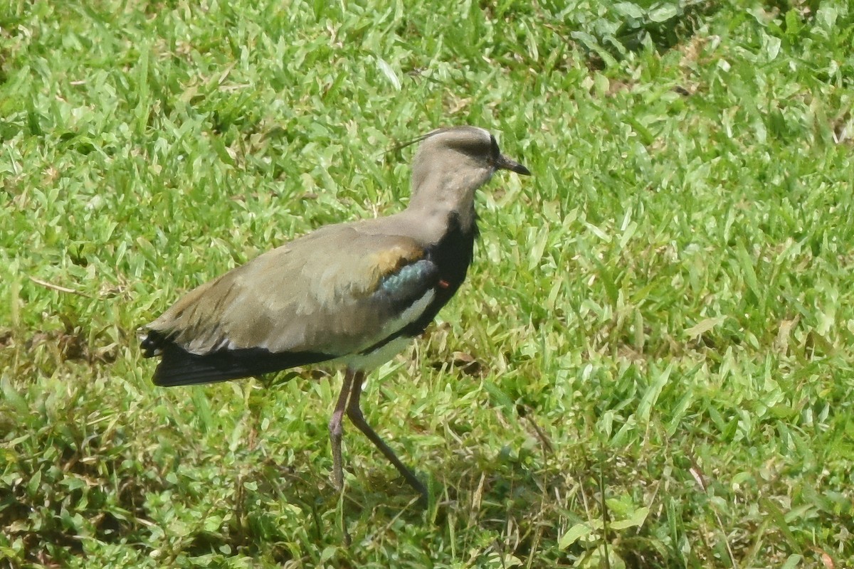 Southern Lapwing - ML630226603