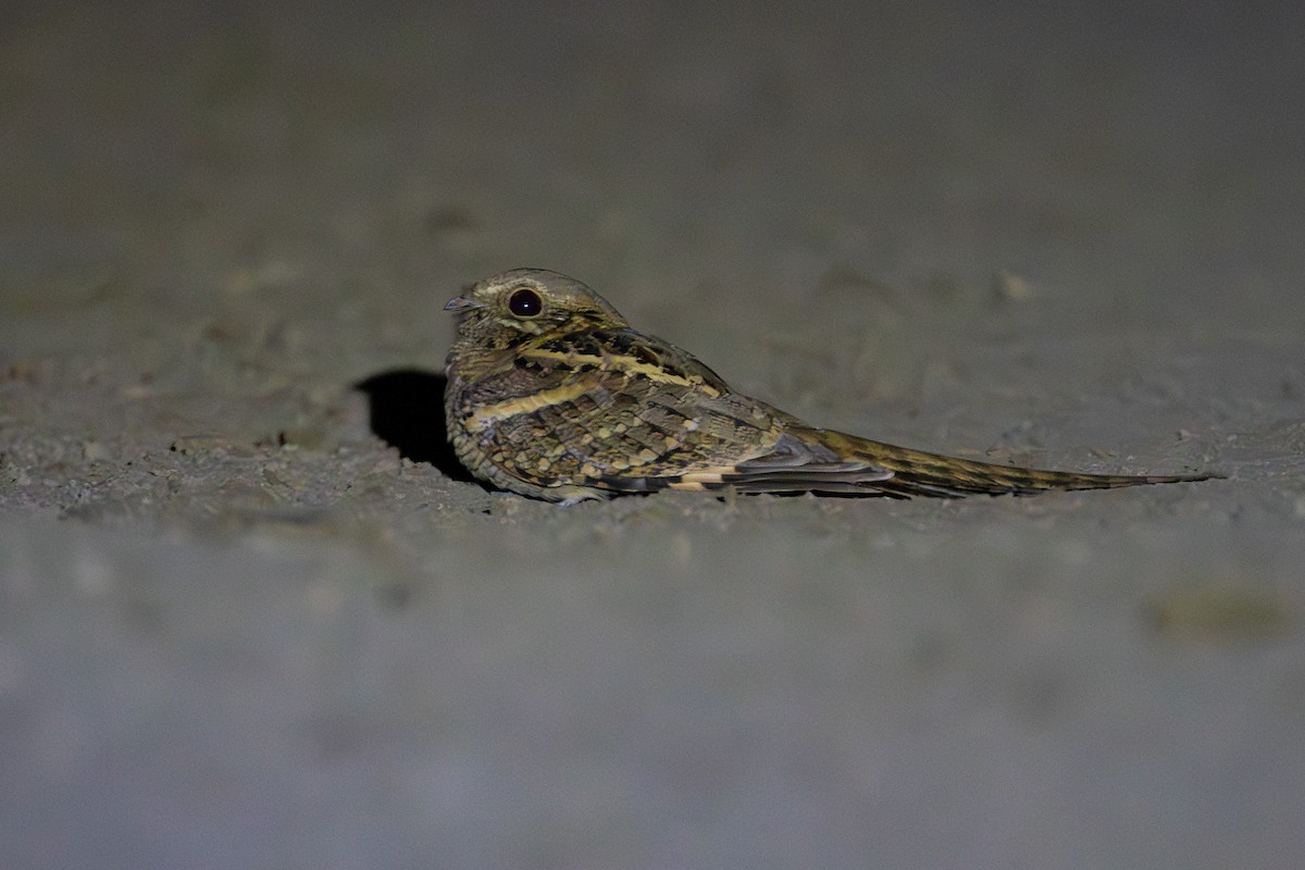 Long-tailed Nightjar - ML630226604