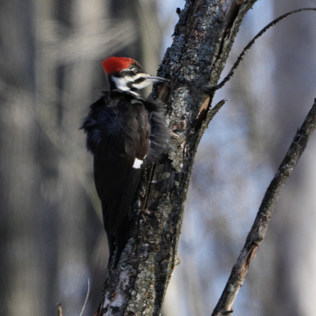 Pileated Woodpecker - ML630226946