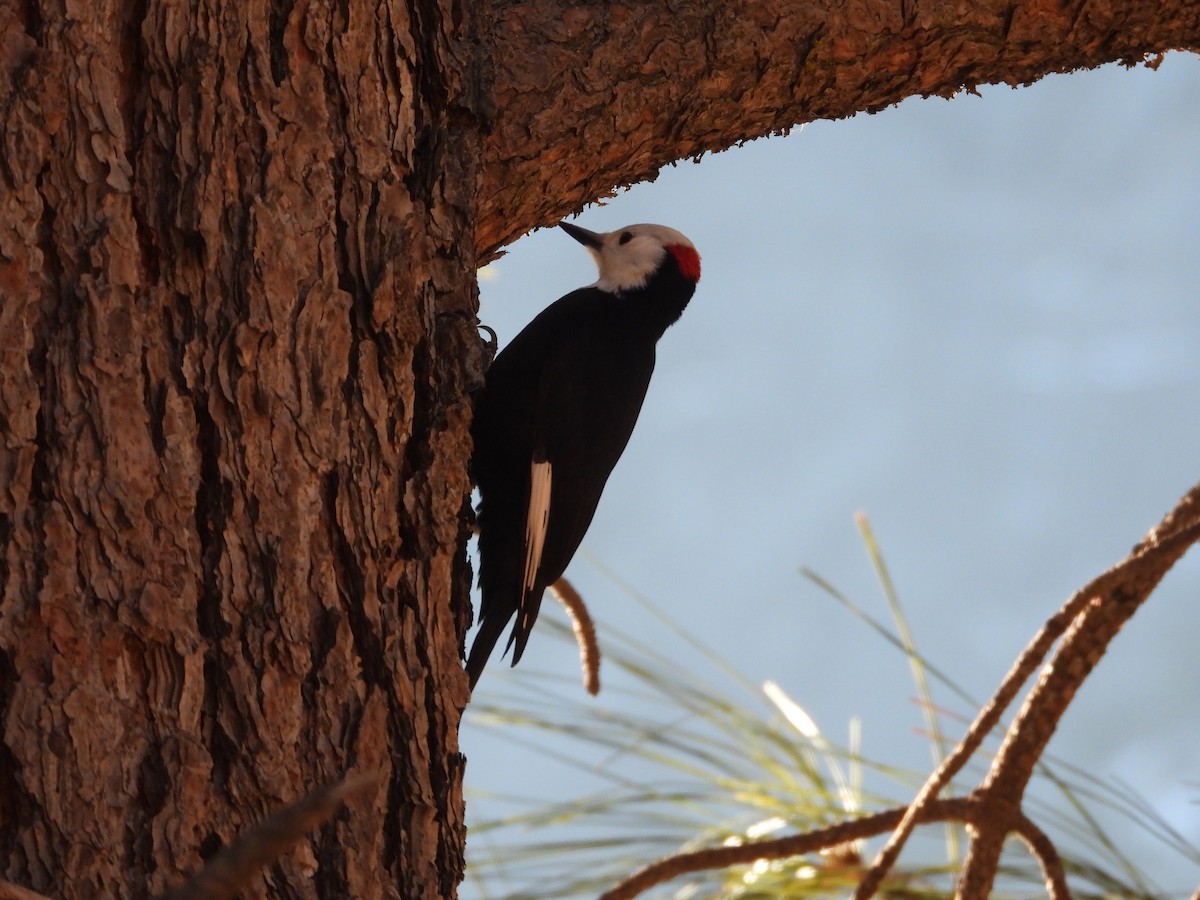 White-headed Woodpecker - ML630227111